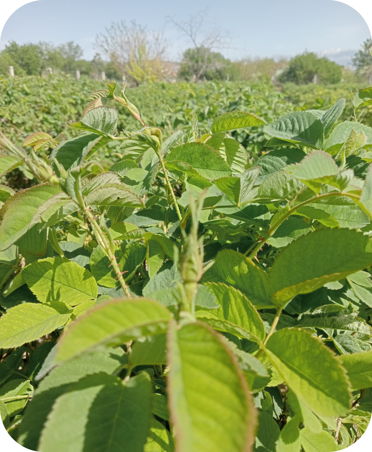Taze Gül - 1 KG